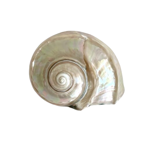 a shell